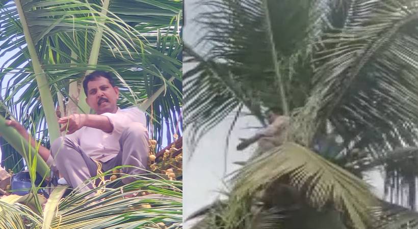 contractor-climbed-coconut-tree-demanding-money-1