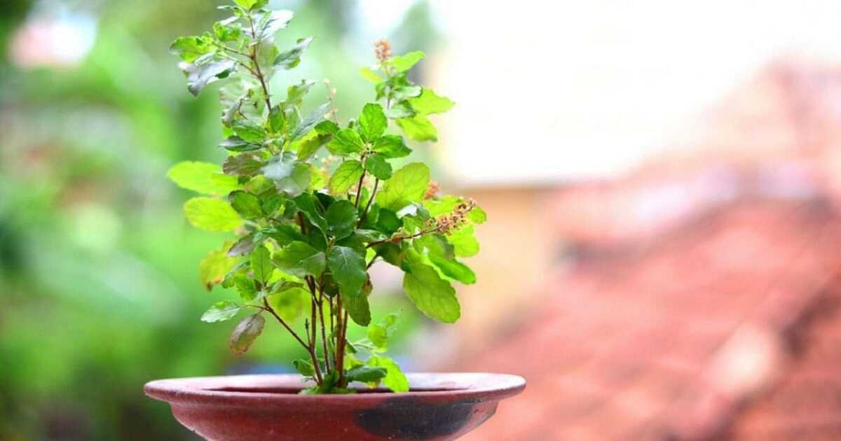 Tulsi Plant Vastu