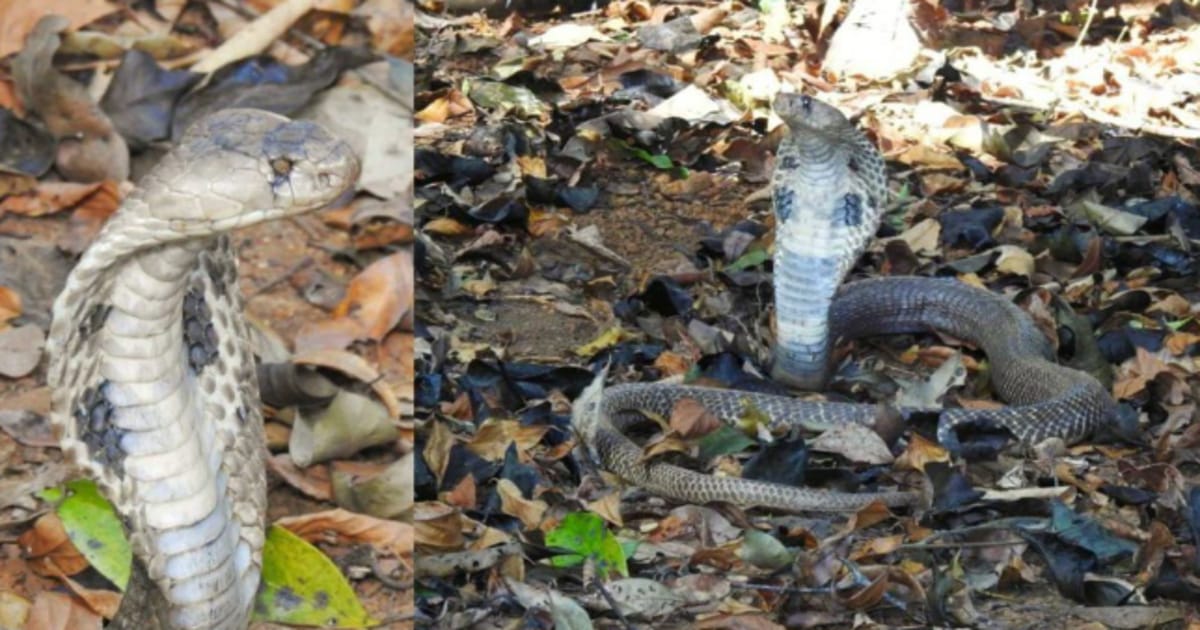 single eye cobra