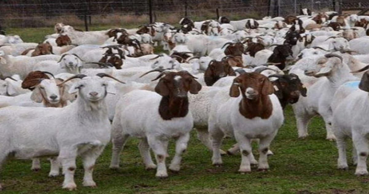 Goat-Sheep farming loan