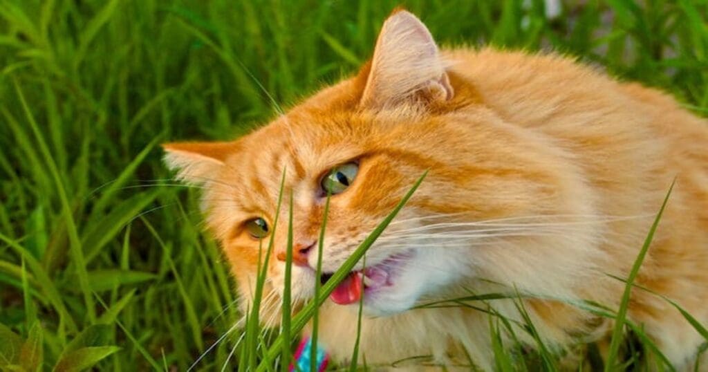 why do cat eat grass