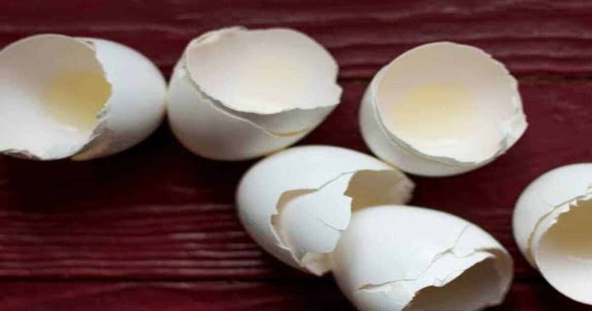 Egg shell