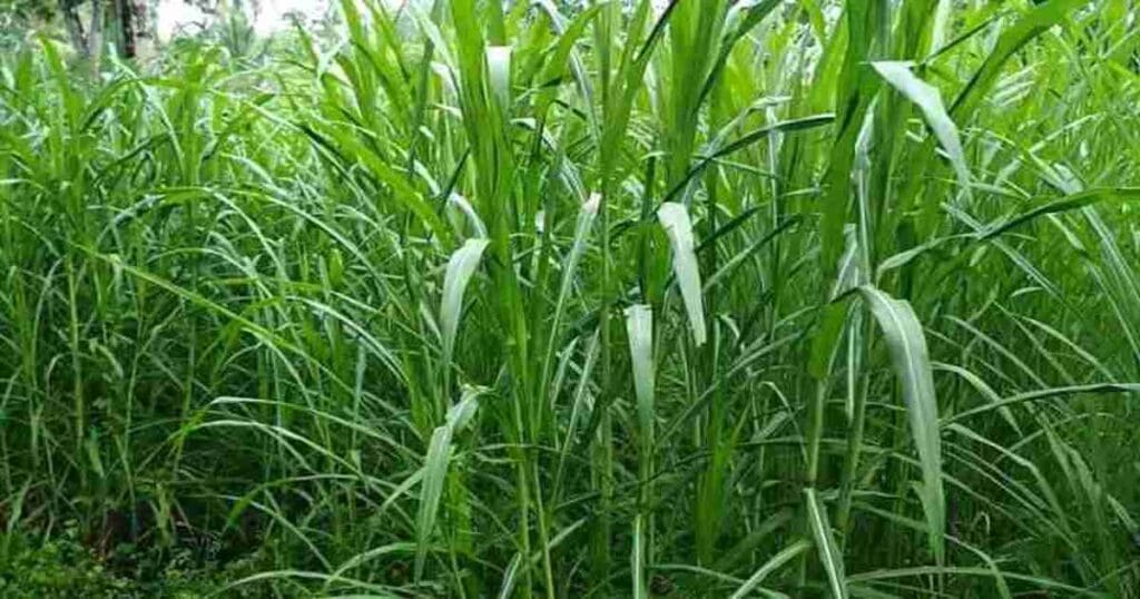 Napier grass