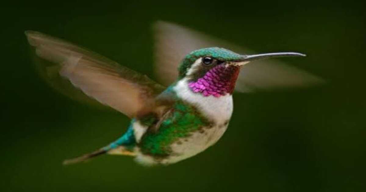 Hummingbird