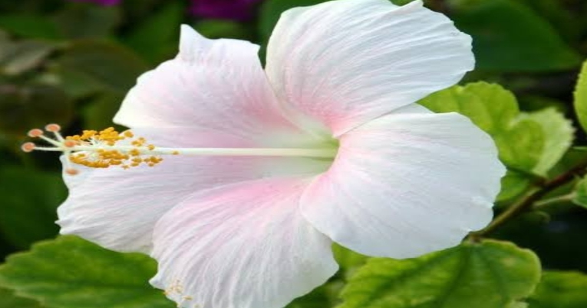 Hibiscus Health Tips