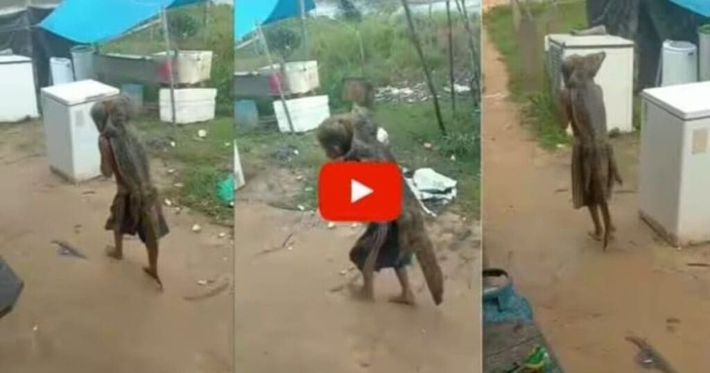 crocodile viral video
