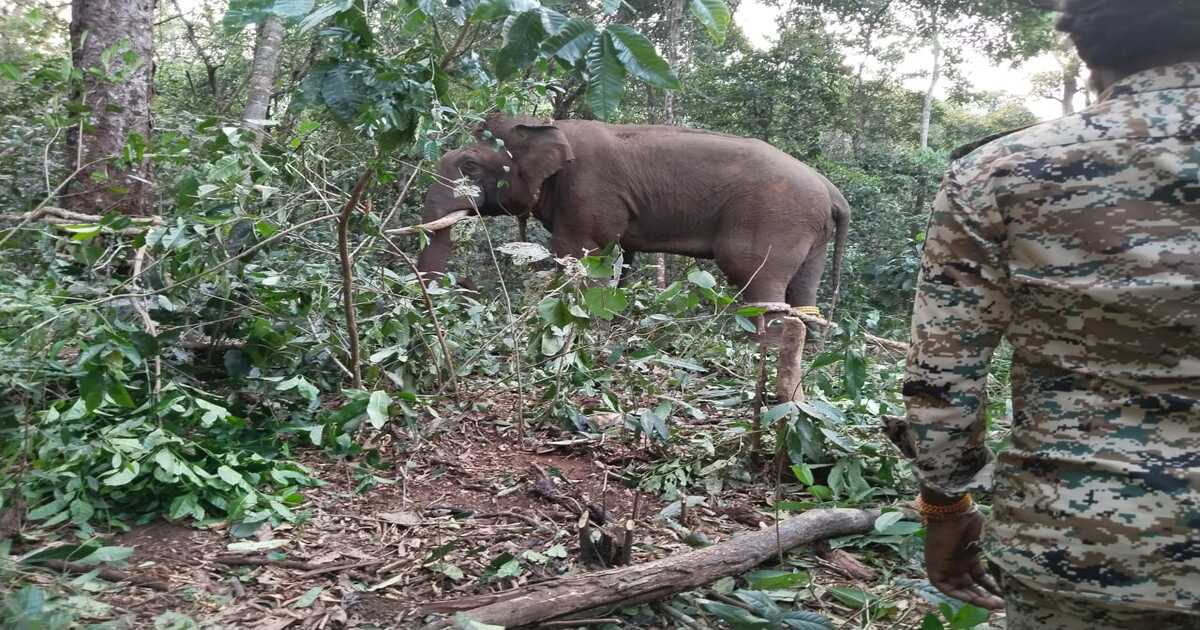 elephant rescue