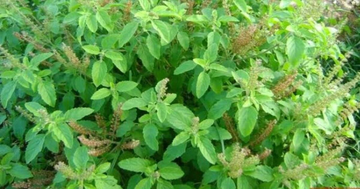 tulsi plant