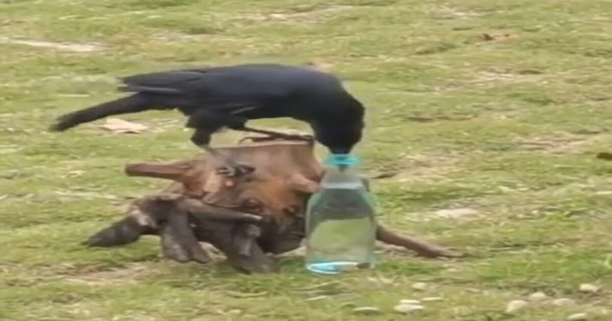 Thirsty crow