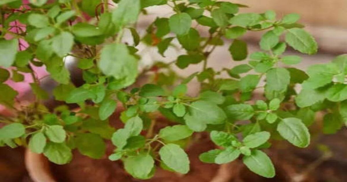 Tulsi Vastu Tips