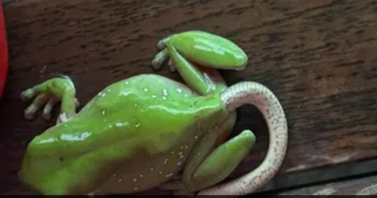 Frog snake viral photo