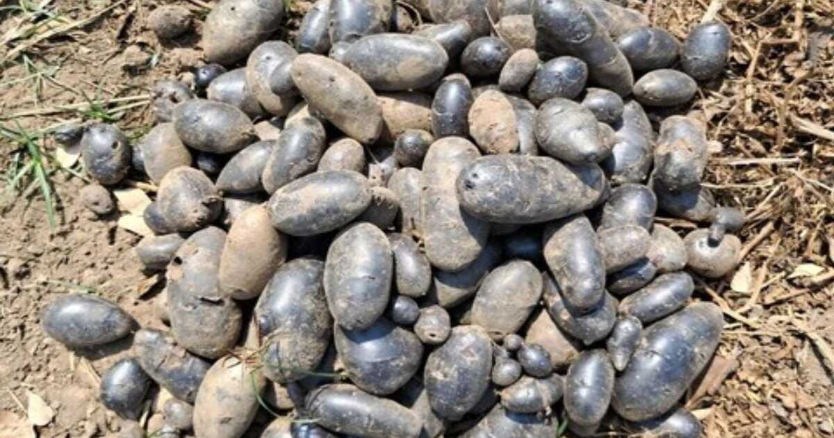 black potato