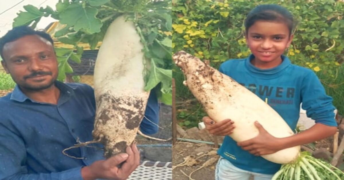 Big Radish