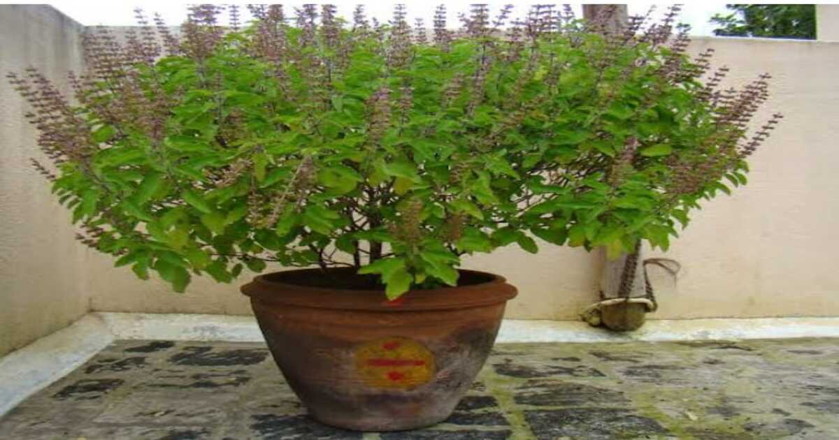 Tulsi Remedy