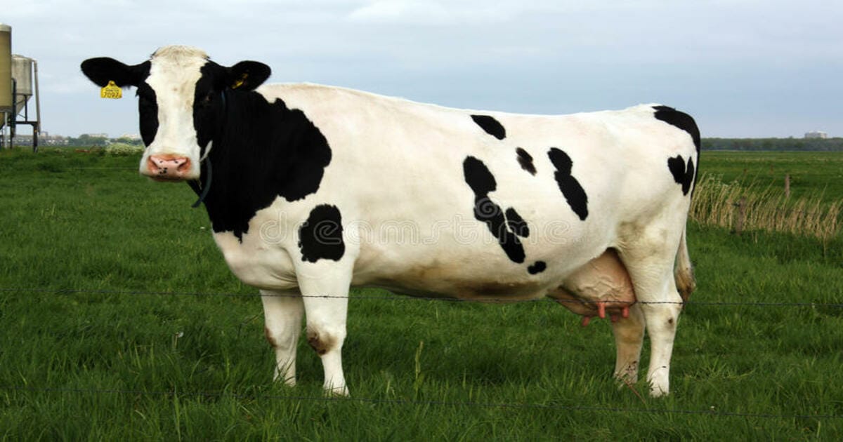 Holstein Friesian Cow