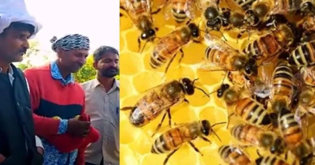 Honey Bee Farming