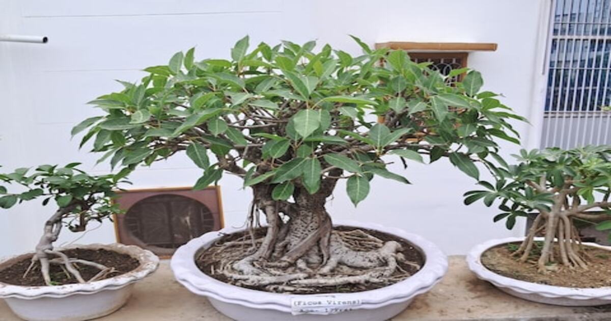 Bonsai Plant