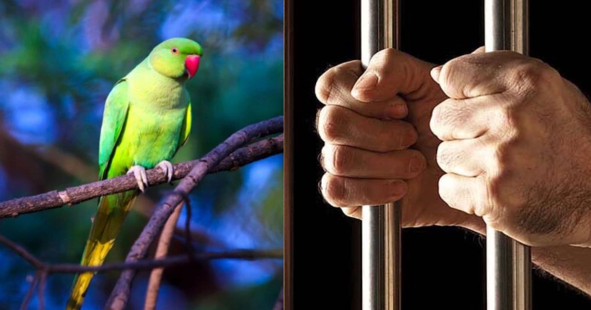 Parrot witness