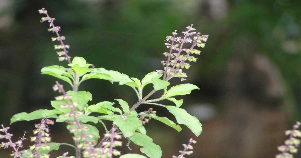 Worship Tulsi plant