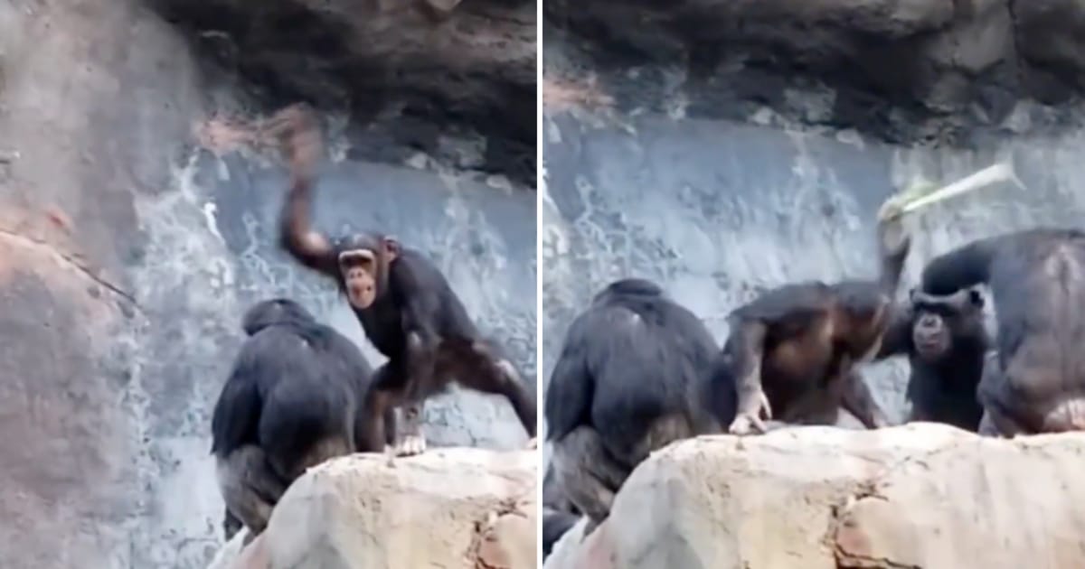 Chimpanzee