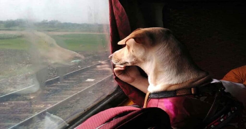 Puppies on trains