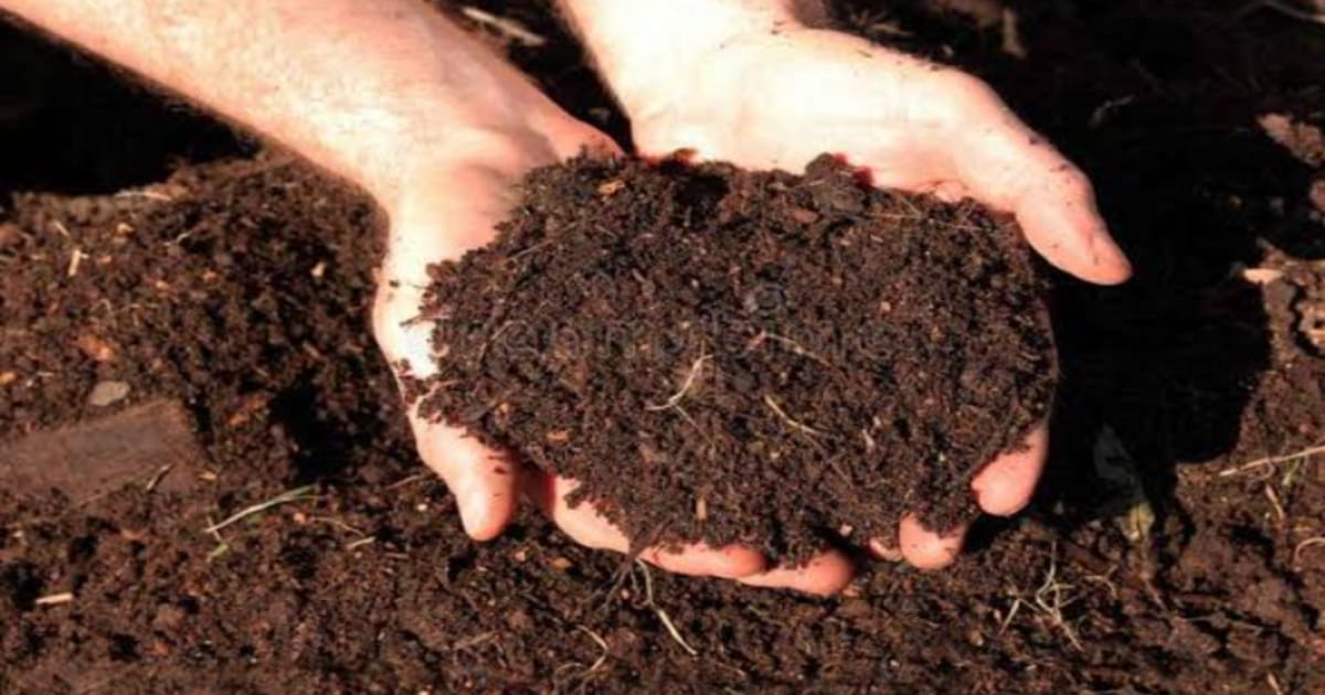 Organic fertilizer