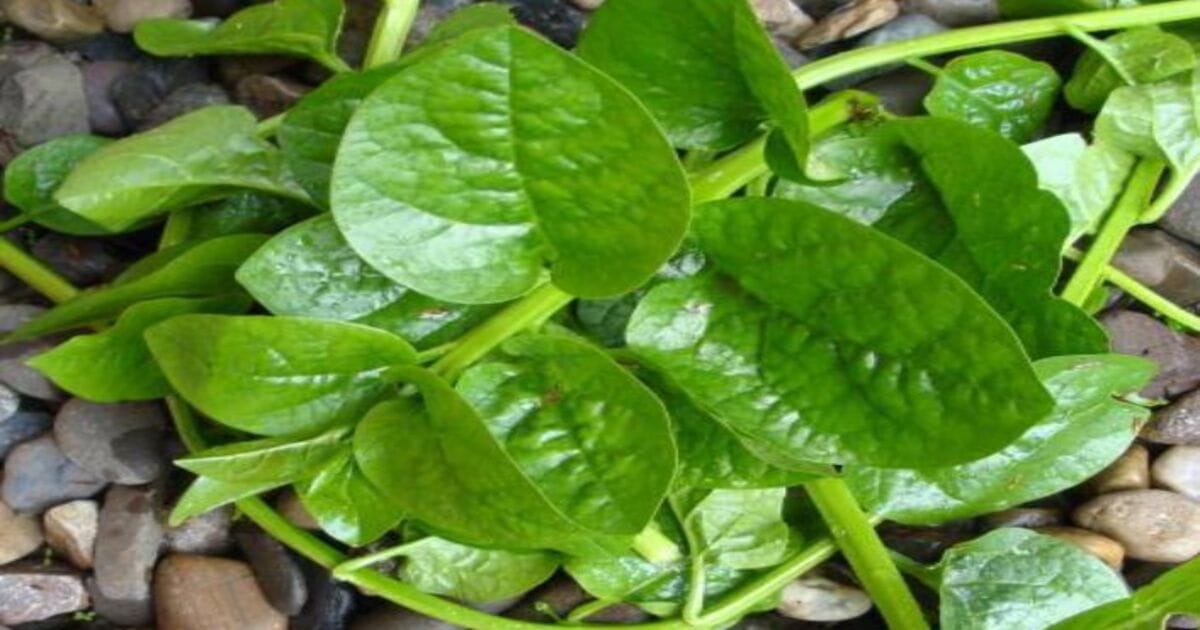 Basale leaf