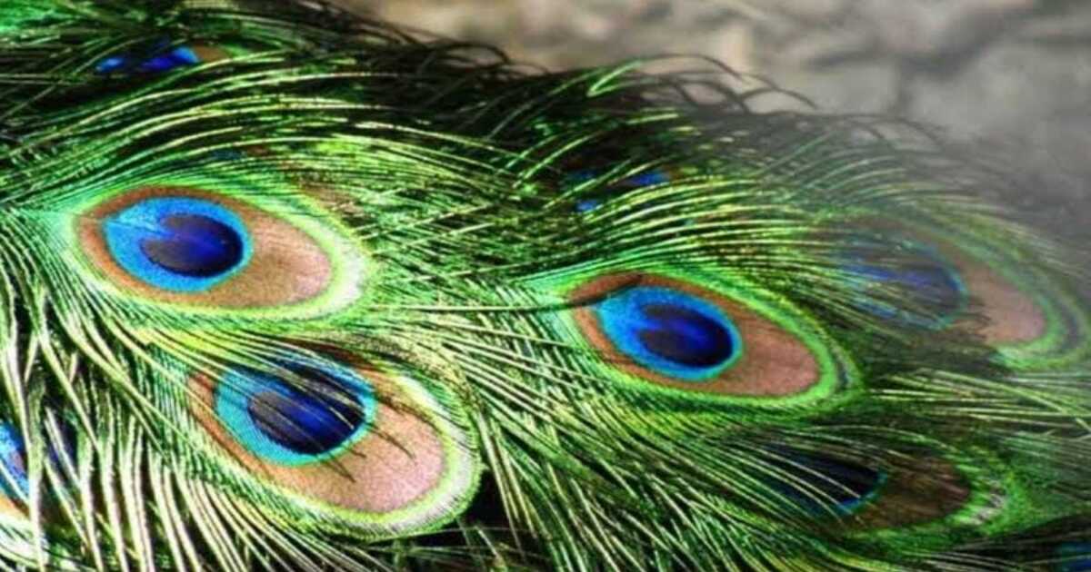 Peacock Feathers