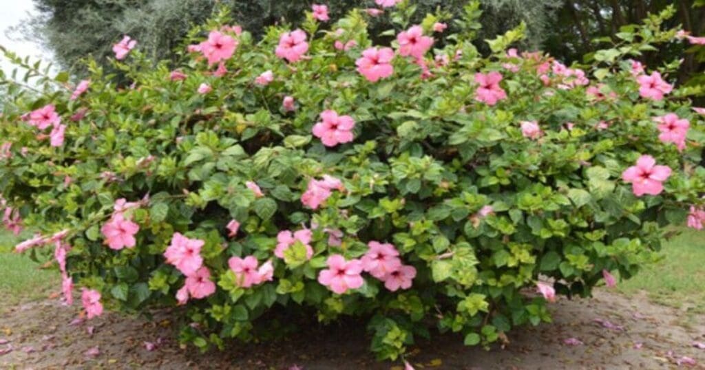 Hibiscus Flowers