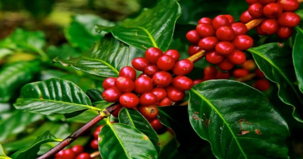 Arecanut Coffee Rate 03/03/2023