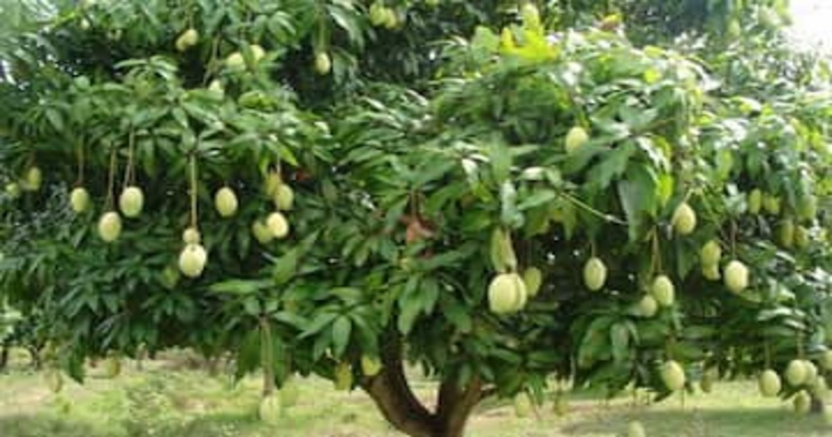 mango tree