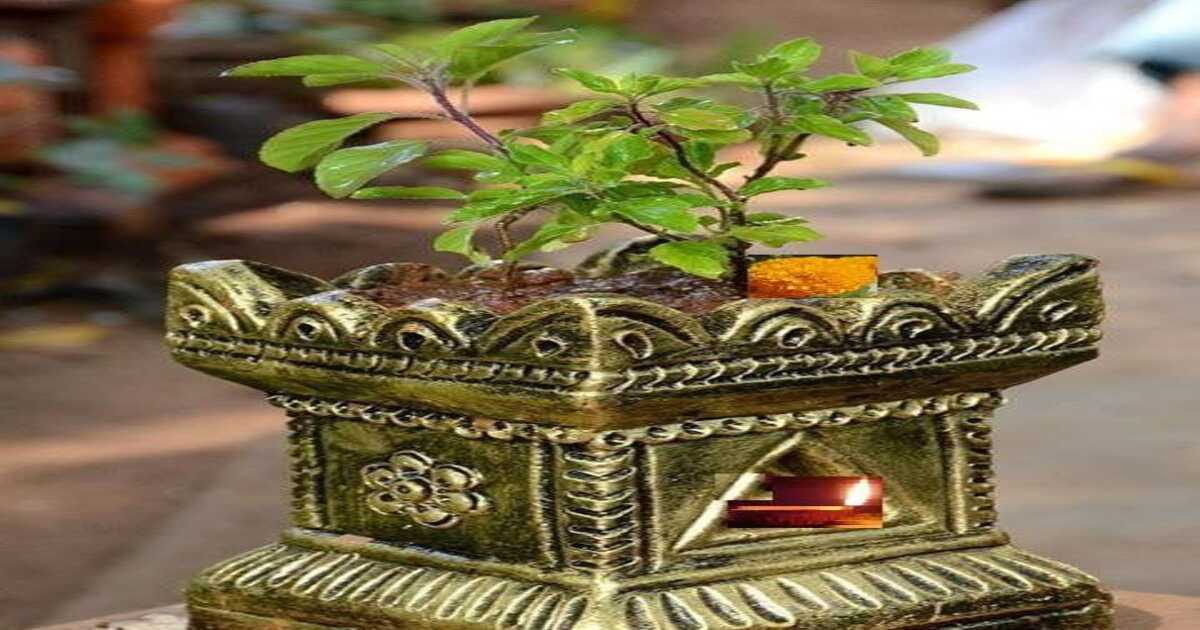 Tulsi Plant Vastu