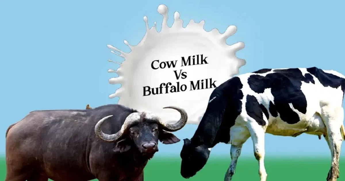 Cow Milk Vs Buffalo Milk