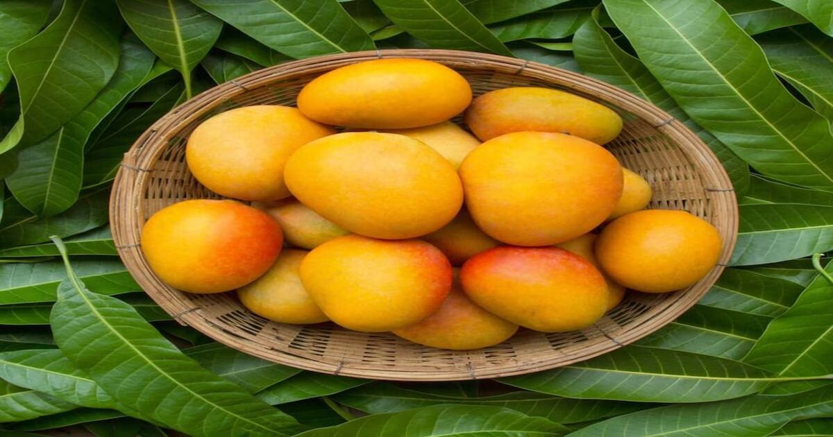 Costly Mango