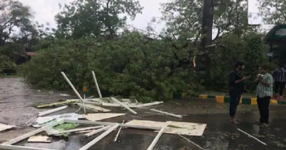 7 Killed as Tree Fall