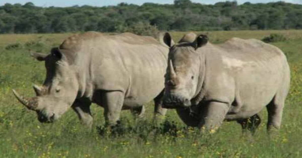 Rhinos itching problem