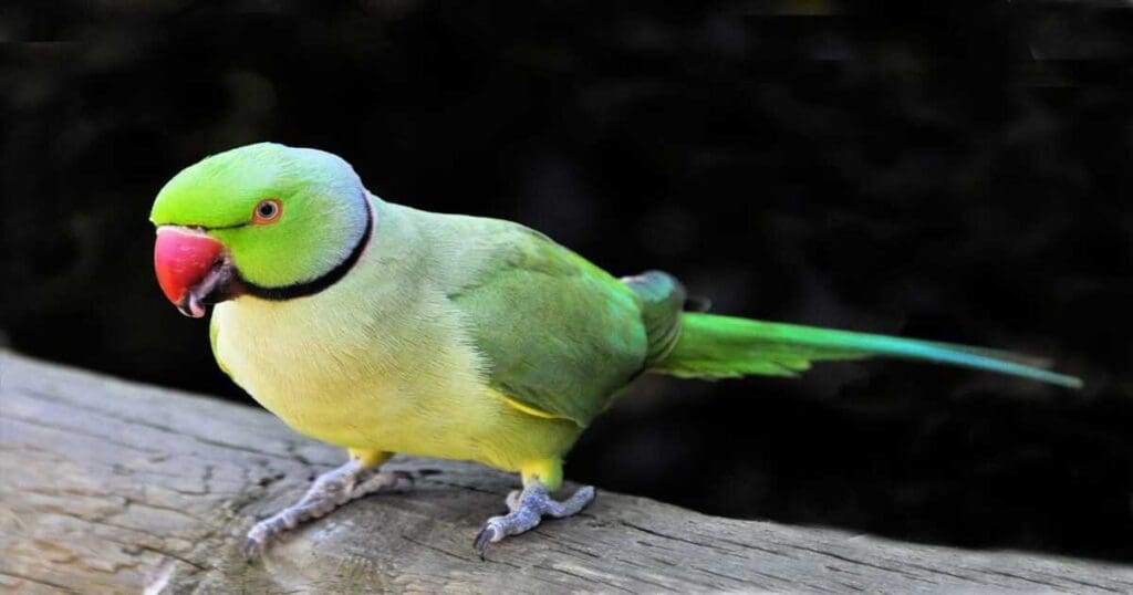Talking Parrot