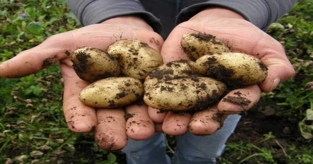 The most expensive potato in the world
