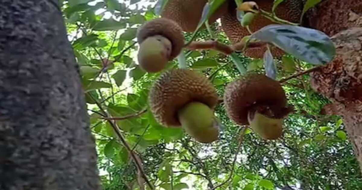 Cashew in jackfruit tree