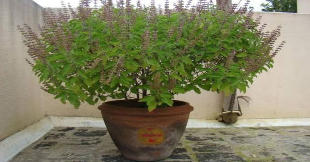 Tulsi Vastu Tips