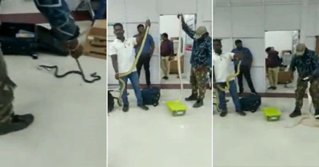 Women held 22 snakes