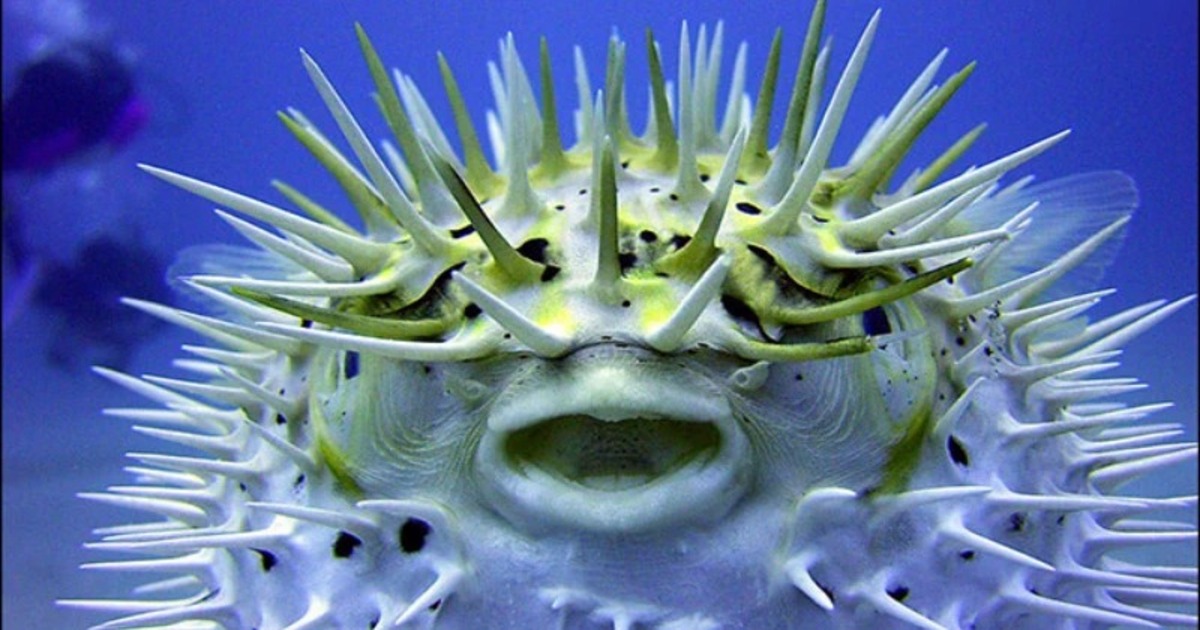 Puffer fish