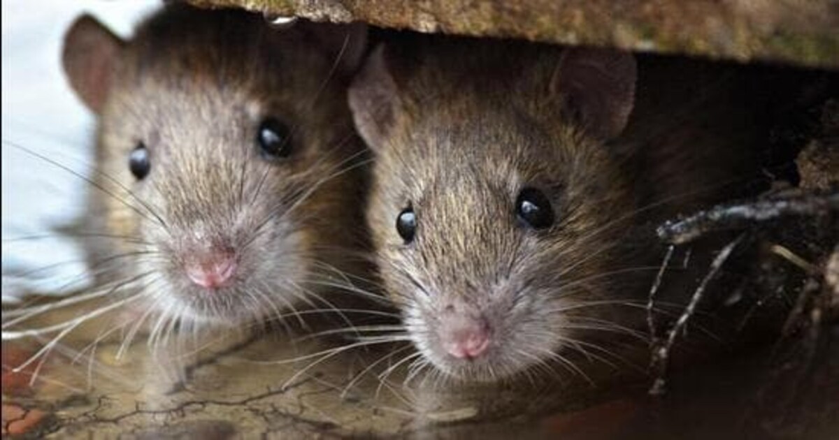 Research two male mice