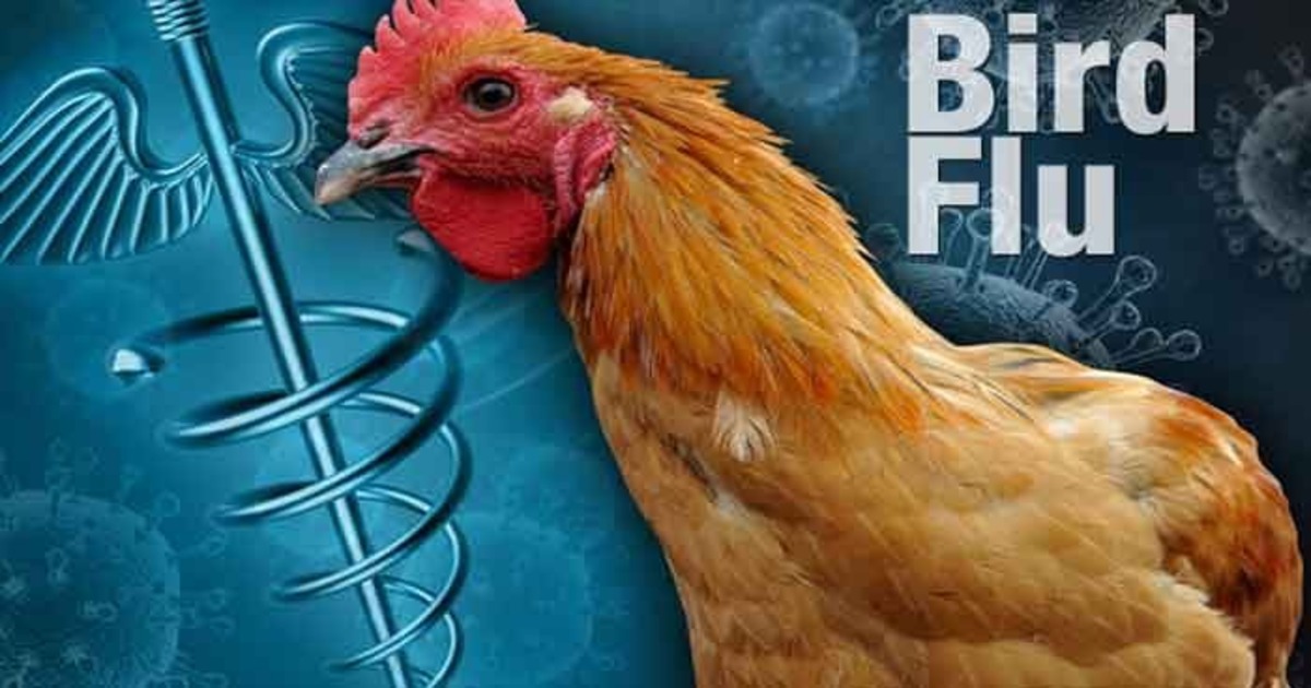 Bird flu in China