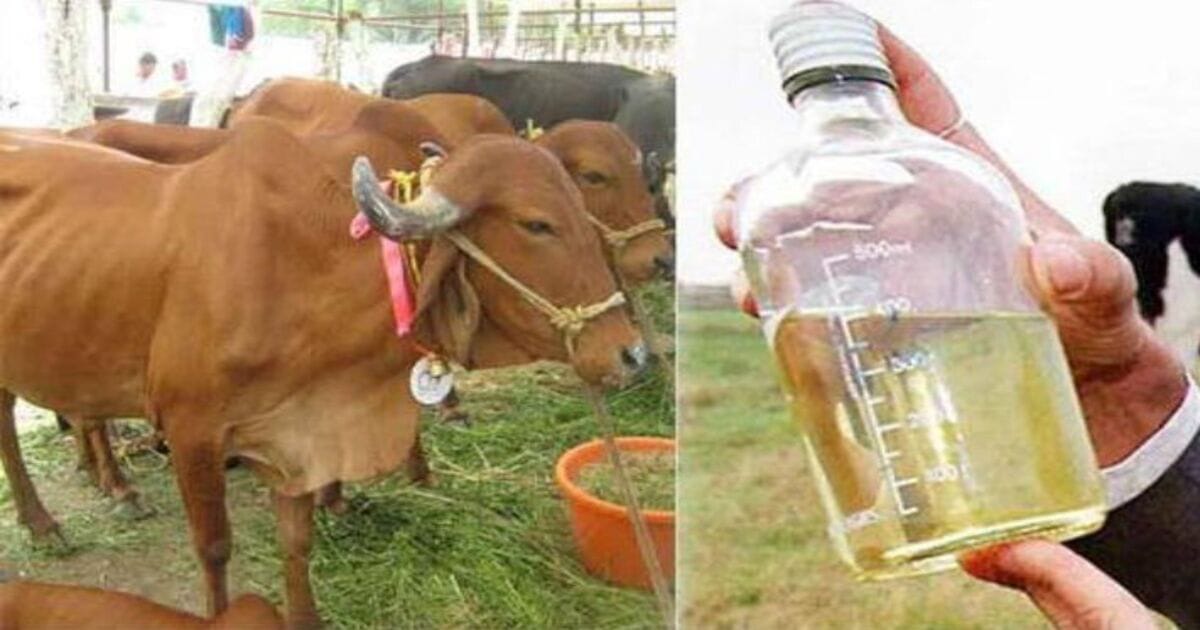 cow Urine