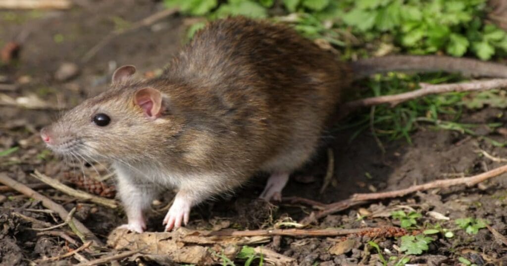 Rat murder case
