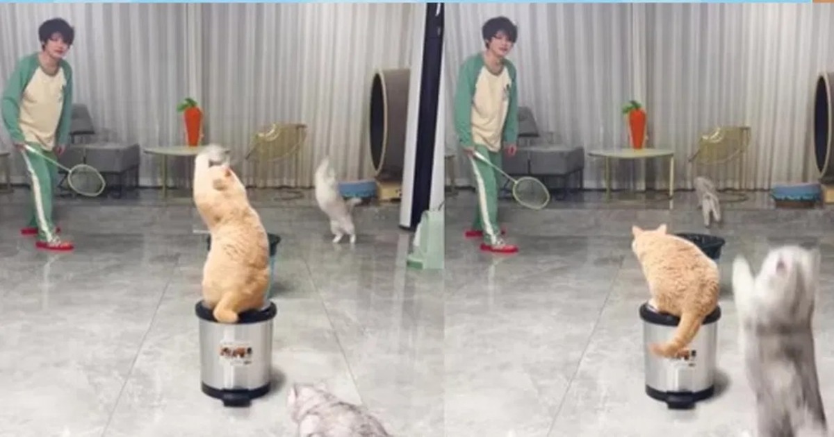 Badminton with cats