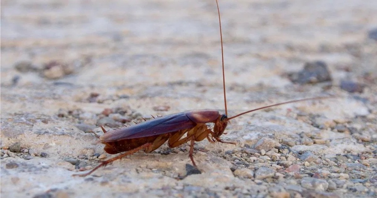 Cockroach at home