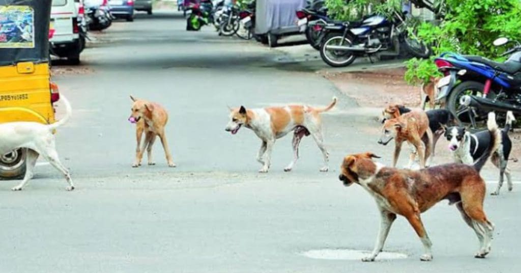 Stray Dogs