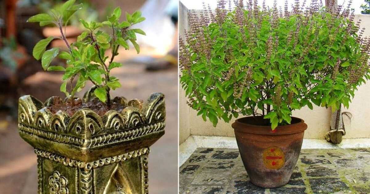 Day To Plant Tulsi